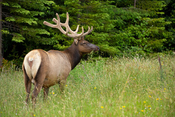 Naklejka na ściany i meble Elk with a mouthful of grass eating peacefully in a field