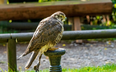 Greifvogelstation Hellental
Wildtierfreigehege Hellental