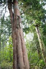 秋田杉（秋田県）