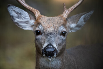 Drooling whitetail buck deer closeup in the Poconos, Pennsylvania.