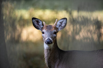 Young whitetail buck deer in the Poconos, Pennsylvania with a broken antler.