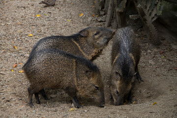 Collared Peccary