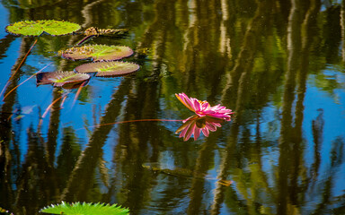 Water Lily 11