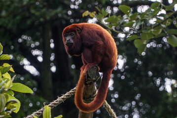 beautiful and exotic red howler monkey