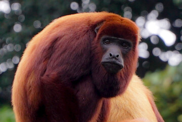 beautiful and exotic red howler monkey