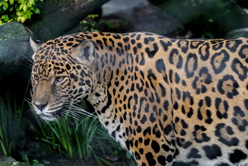 Beautiful and wild yellow jaguar © fer07