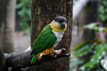 black-headed caiques, a parrot native to the Amazon