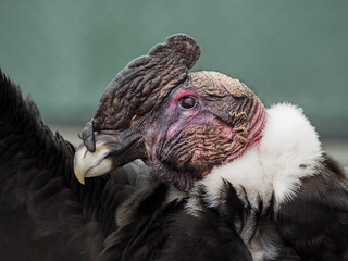 Andean condor head portrait 