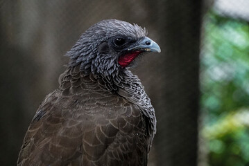 beautiful bird ortalis or guacaracha looking at the horizon
