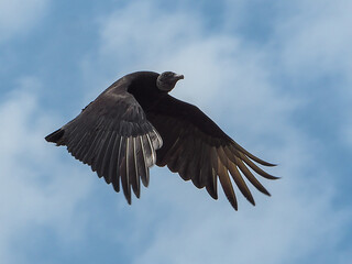 Flight of an American Vulture