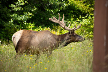Naklejka na ściany i meble Dark colored bull elk in shadows walking through a field