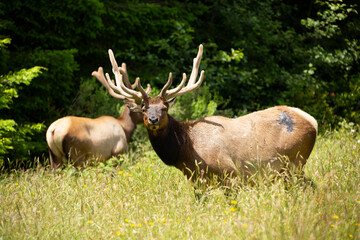 Several bull elk grazing on the edge of a grassy field elk in front looking straight at camera