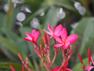 Sweet Oleander, Rose Bay, Nerium oleander name pink flower tree in garden on blurred of nature background, leaves are single oval shape, The tip and the base of the pointed smooth not thick hard