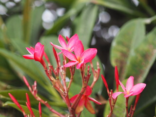 Sweet Oleander, Rose Bay, Nerium oleander name pink flower tree in garden on blurred of nature...
