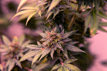 Flower bud marijuana plant close-up.