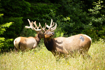 Naklejka na ściany i meble Several bull elk grazing on the edge of a grassy field sniffing the air