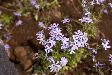 Pulple Phlox subulata (Creeping phlox)
