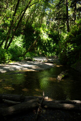 Canyon filled with ferns and a rocky creek running through it and reflections in the water