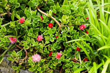 Baby sun rose or Heartleaf iceplant (Aptenia cordifolia)