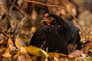 close up portrait of free range black chicken with red scallop sitting in autumn leaves and looking at camera against against blurry background