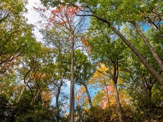 Fall trees, red, yellow and green foliage in autumn in the woods, looking up at the sky through the colorful leaves.  Nature’s beauty in West Virginia.