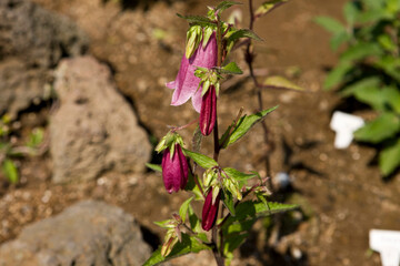 Close up of Campanula punctata