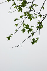 Green leaves on white background