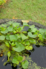 Water hyacinth plant in pot