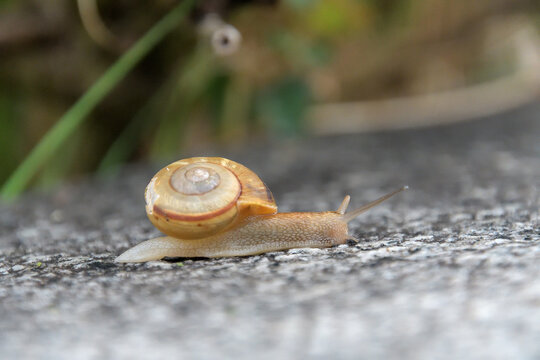 ミスジマイマイ の画像 14 件の Stock 写真 ベクターおよびビデオ Adobe Stock