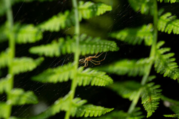 Spider dangles from a feathery fern leaf that has been lit by the sun