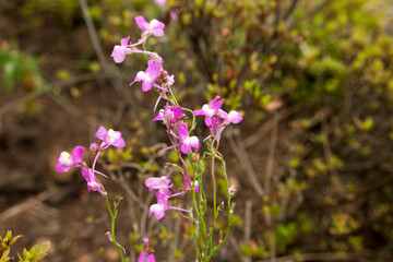 Close up of Pink Jewelweed (Impatiens textori)