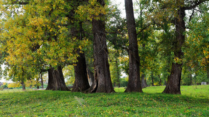 Grove of giant poplars. Beautiful autumn landscape. Background for wallpaper.