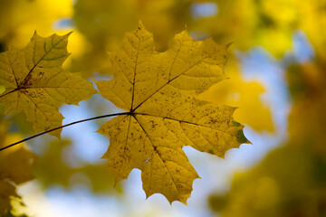 Naklejka na ściany i meble Autumn abstract landscape. Yellow maple foliage against the blue sky.