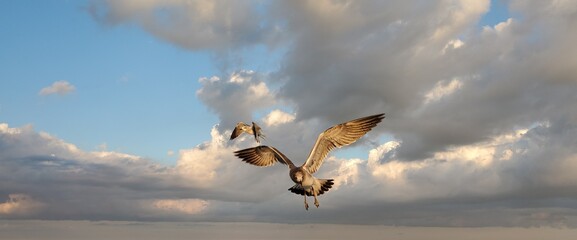 Two seagulls in flight over a beach in New Jersey