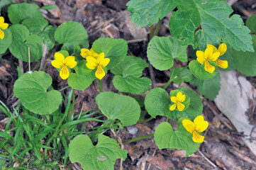 キバナノコマノツメ（北海道・大雪山）