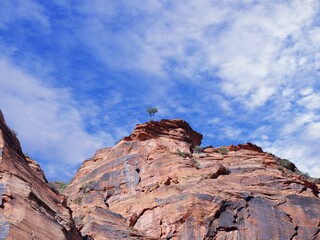 Medium wide shot of small lone tree perched on edge of a red rocky cliff at at Zion National Park, Utah.