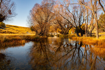Gnarly leafless deciduous willow tree reflections at beautiful calm Lake Alexandrina