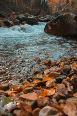 autumn leaves on the rocks