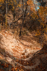 autumn in the forest