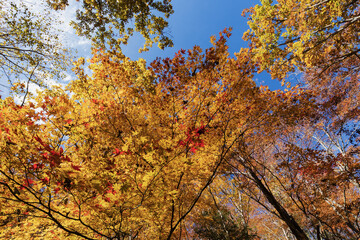 紅葉した林
