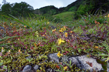 Obraz premium ダイセツヒナオトギリ（北海道・大雪山）