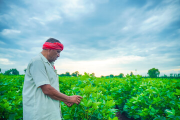 indian farmer examination in cotton field