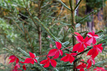 Red leaves decorated a young Christmas Fir tree in the forest. Exceptional fall colors.