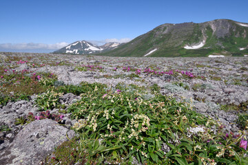 Fototapeta premium ヒメイワタデと白雲岳（北海道・大雪山） 