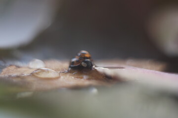 Ladybug with a droplet on the leaves