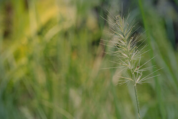 Abstract flowers in the meadow in the morning sun.