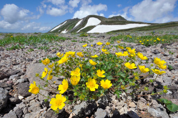 ミヤマキンバイと白雲岳（北海道・大雪山）