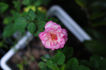 pink rose flower
