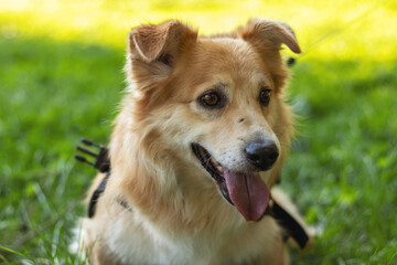 Portrait of beautiful dog on a green sunny lawn. Soft focus, blurred background.
