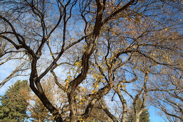 Autumn For The Elm, Alexander Circle, Edmonton, Alberta